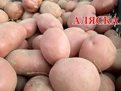 Картофель Атлант