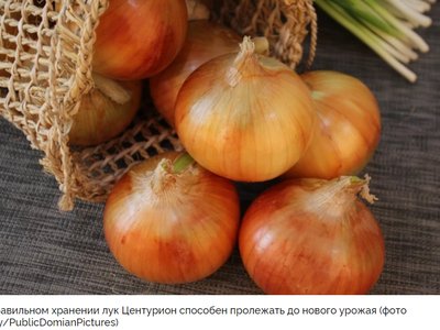 Центурион