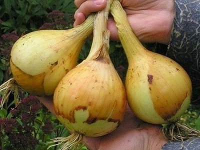 Эксибишен
