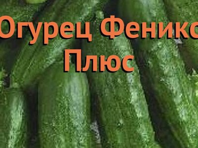 Феникс