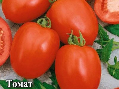 Новичок